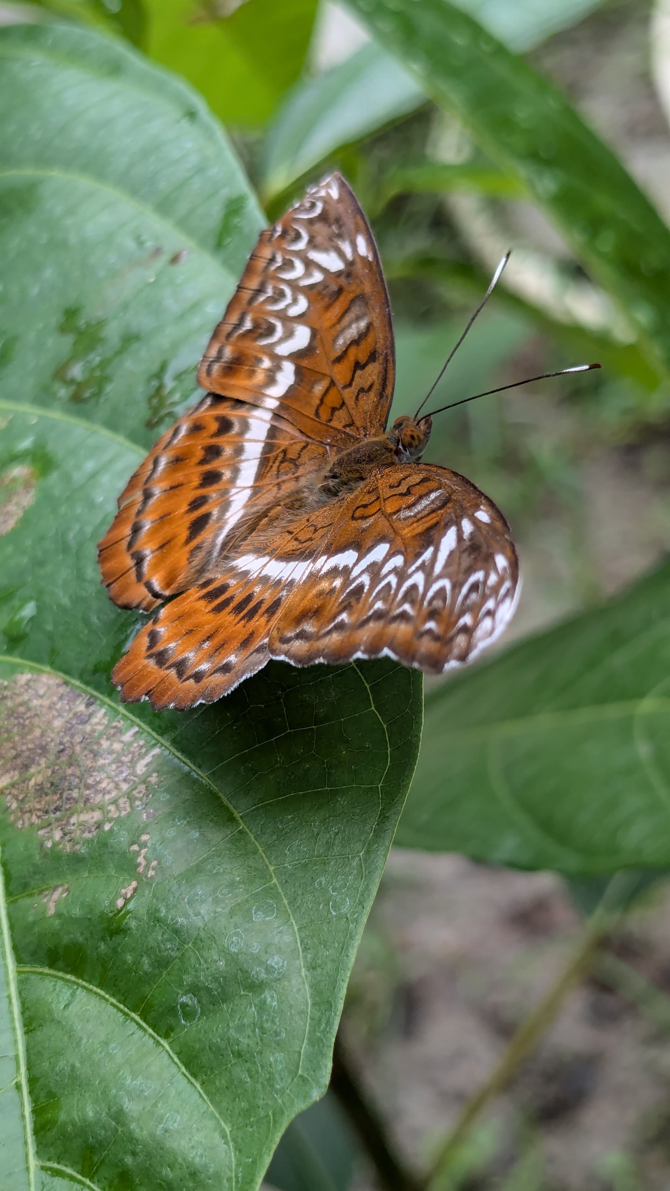 Common Commander