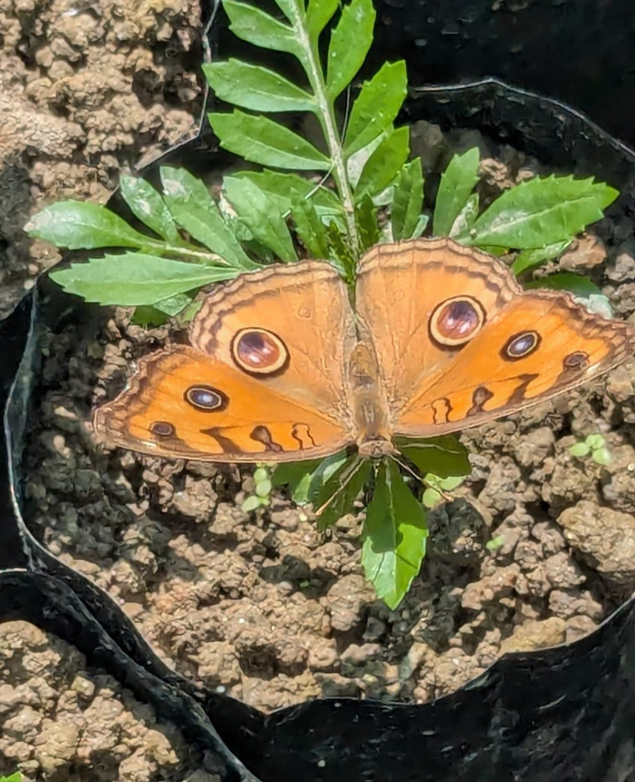 Peacock Pansy