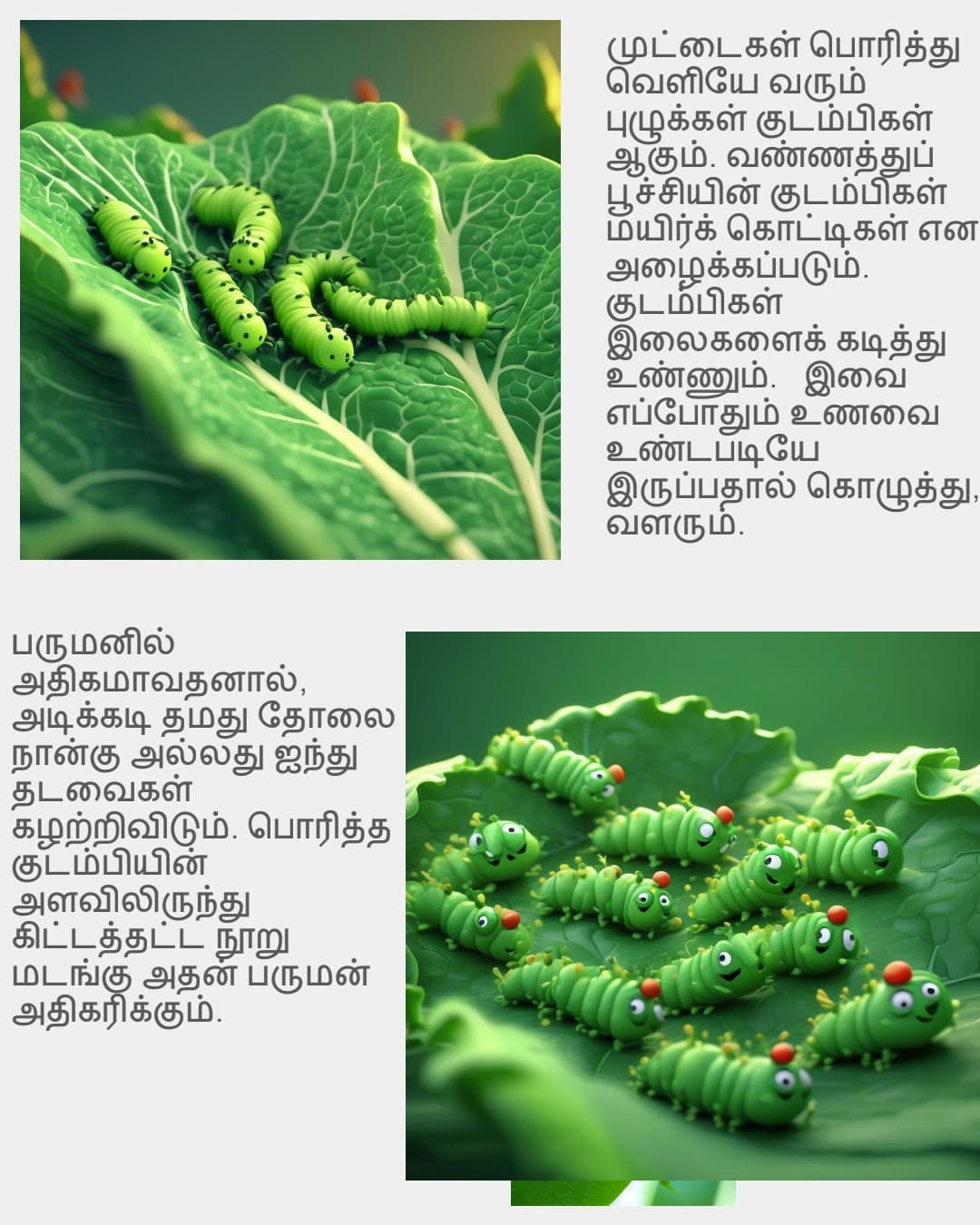 Generic Butterfly Caterpillar