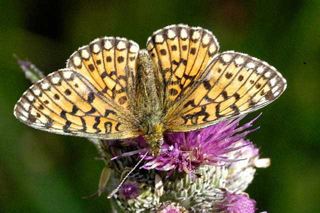 Small Pearl-bordered Fritillary