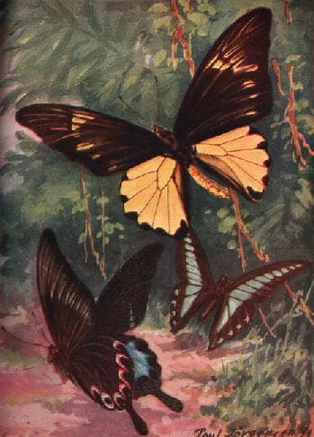 Common Green Birdwing (female)