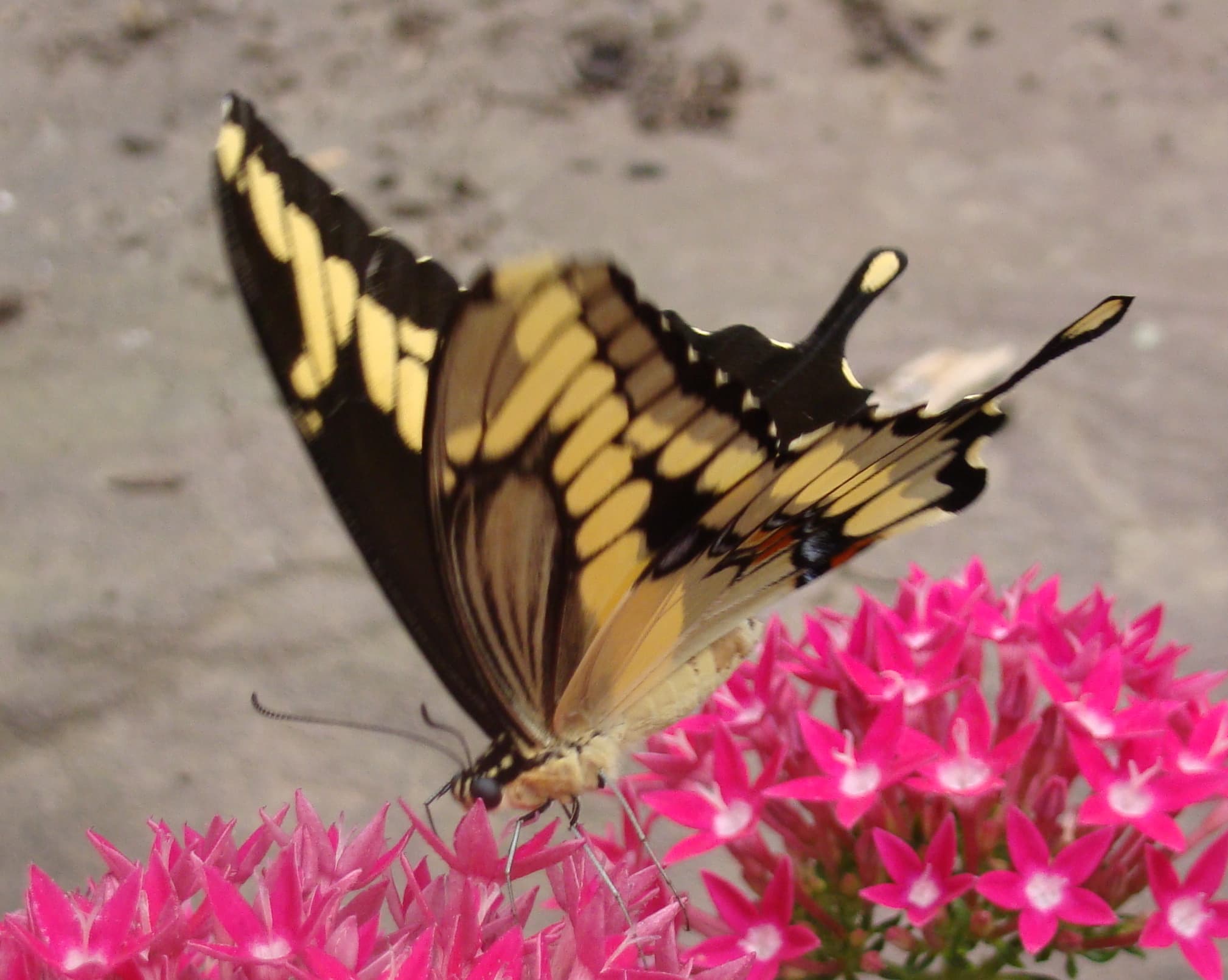 Giant Swallowtail