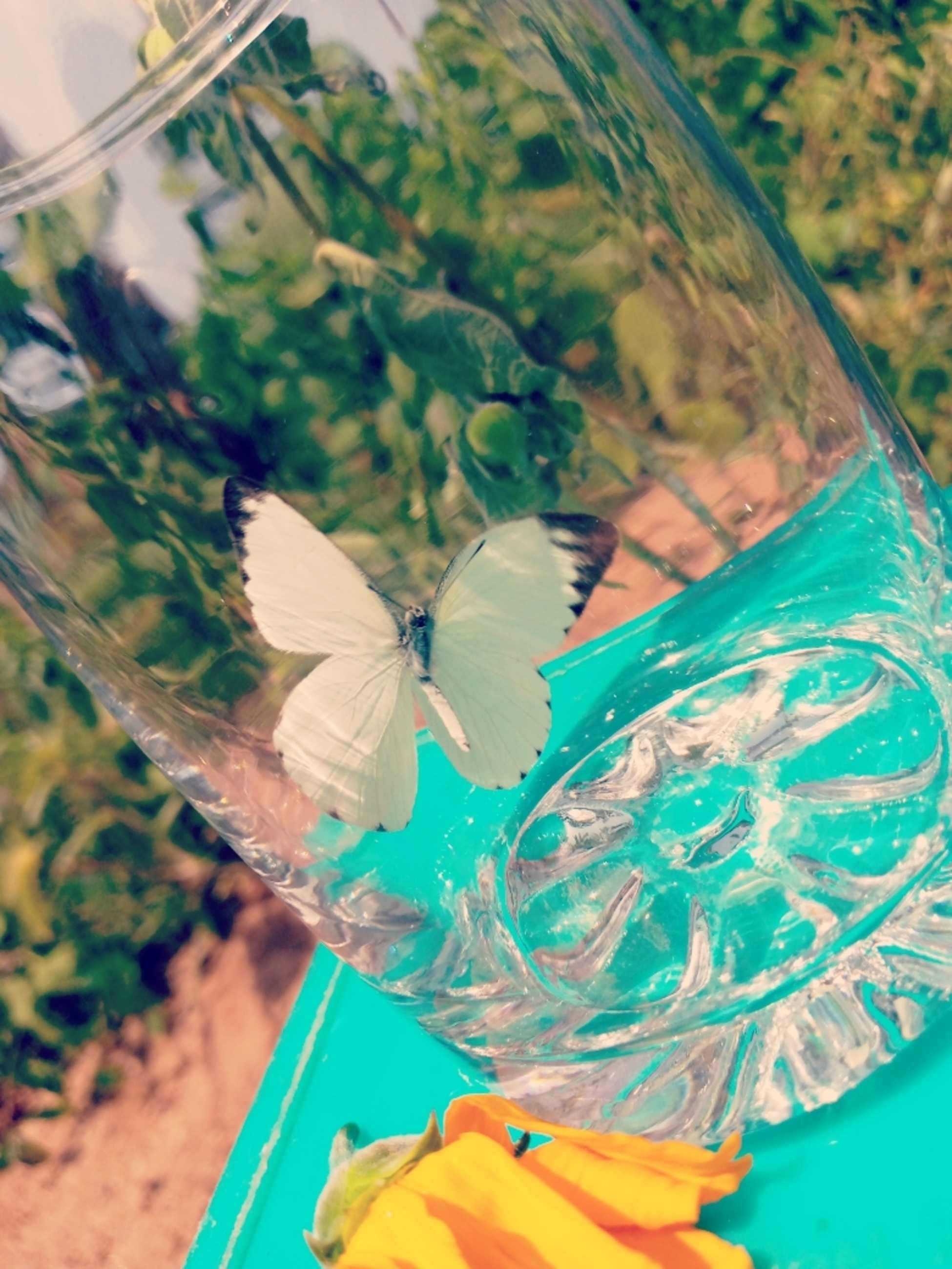 Cabbage White