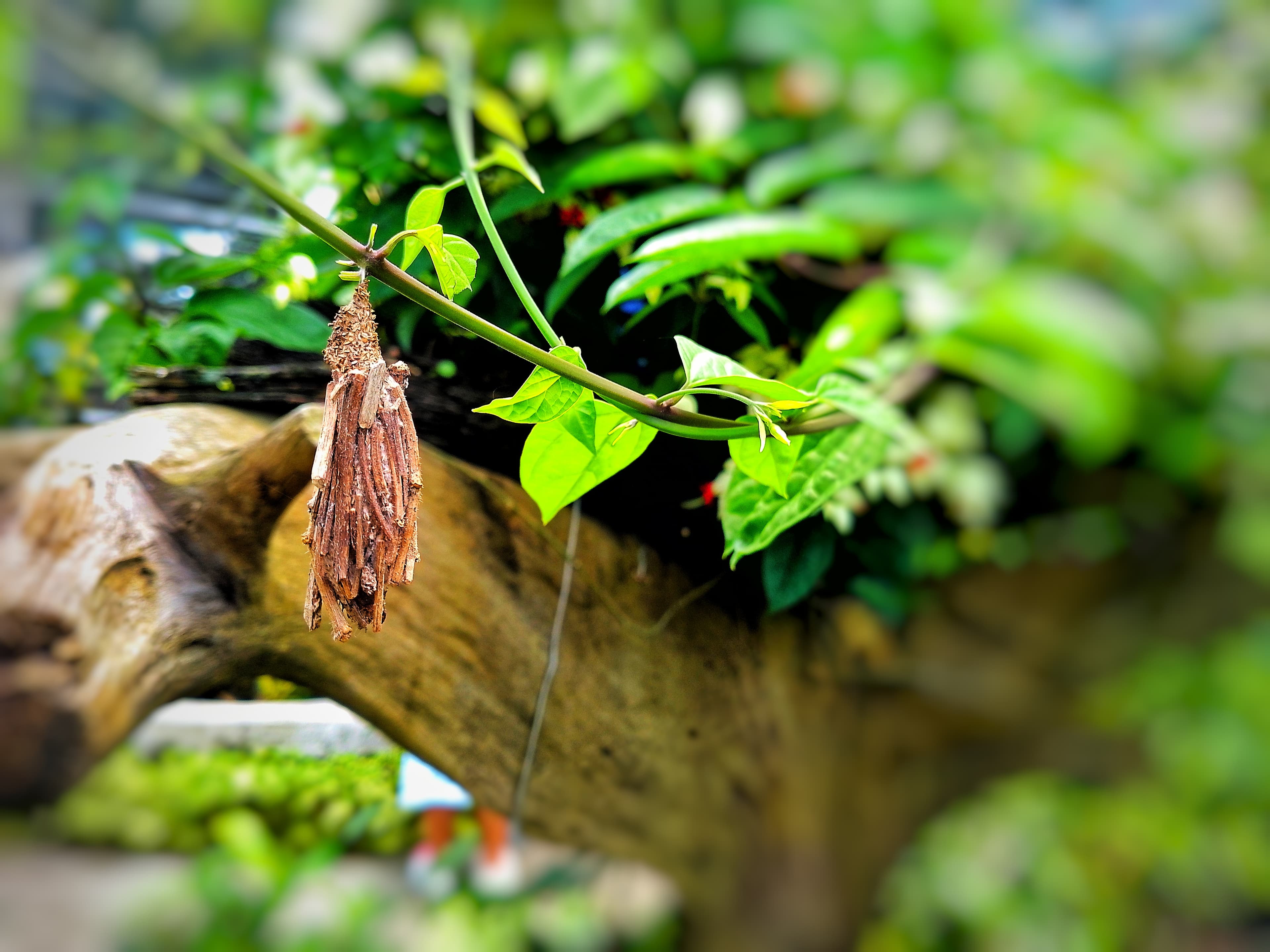 Bagworm Moth
