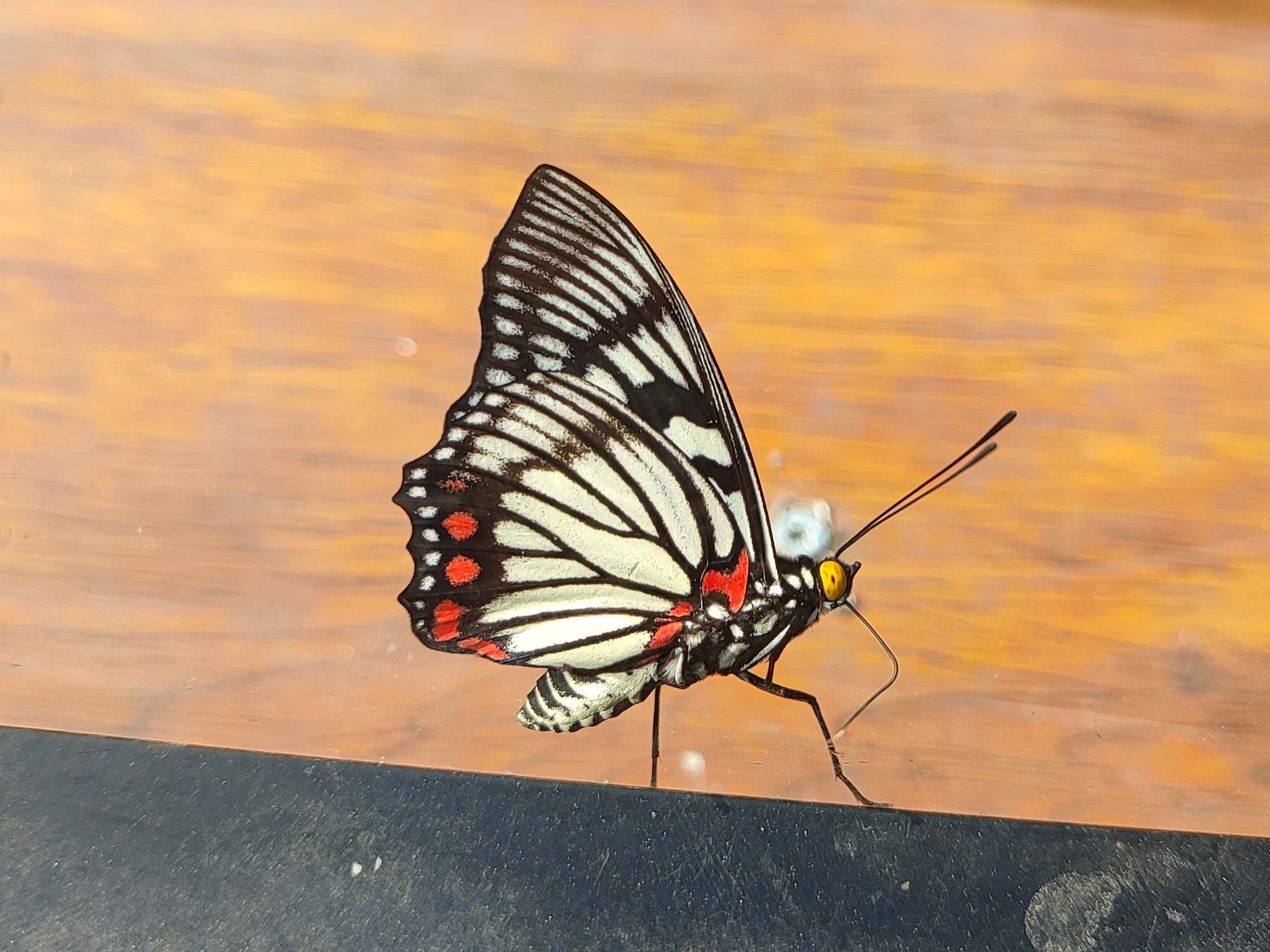 Fivebar Swordtail