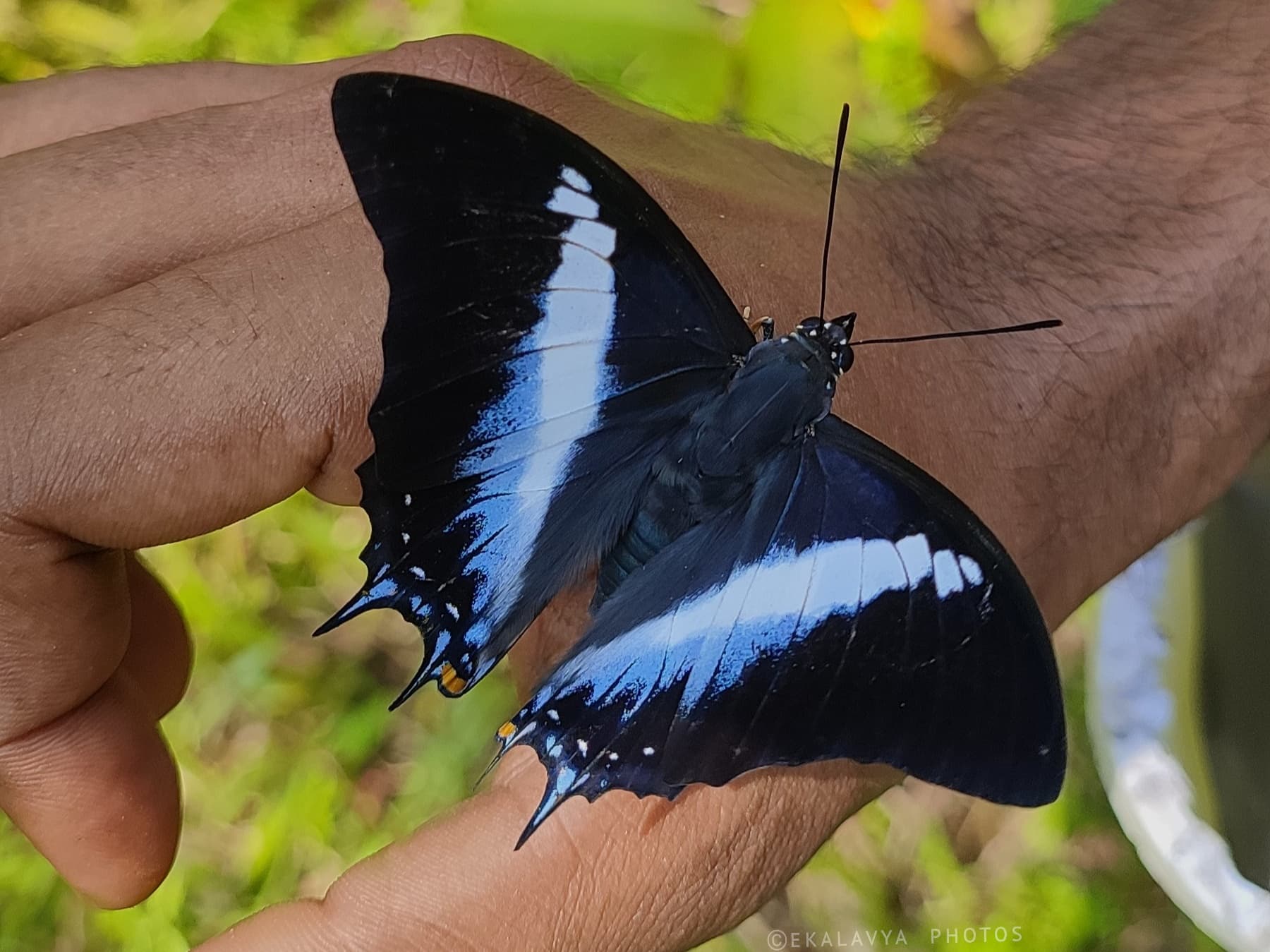 Blue Nawab