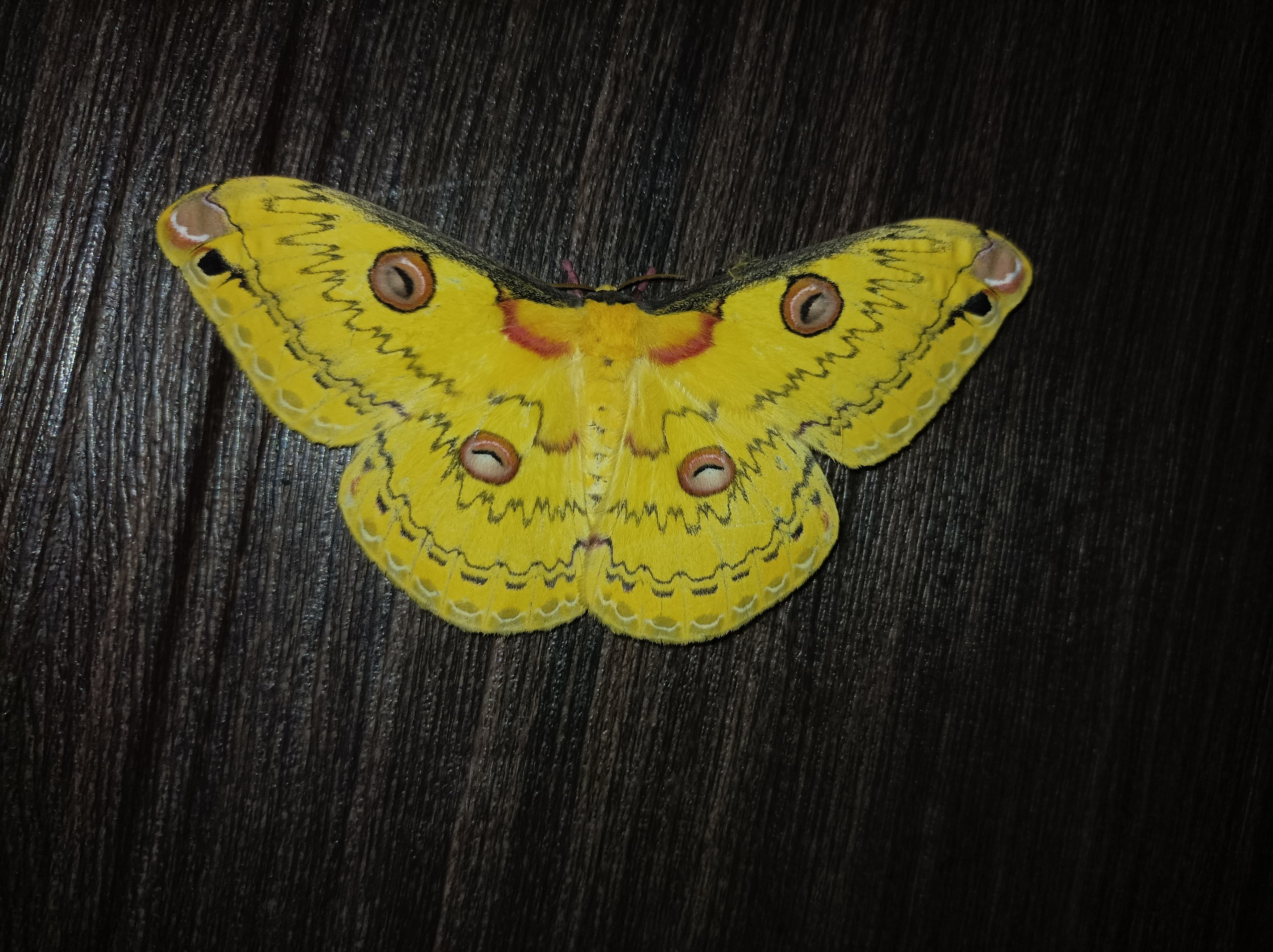 Japanese Silk Moth