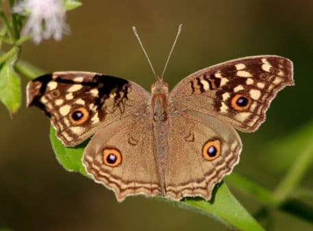 Lemon Pansy