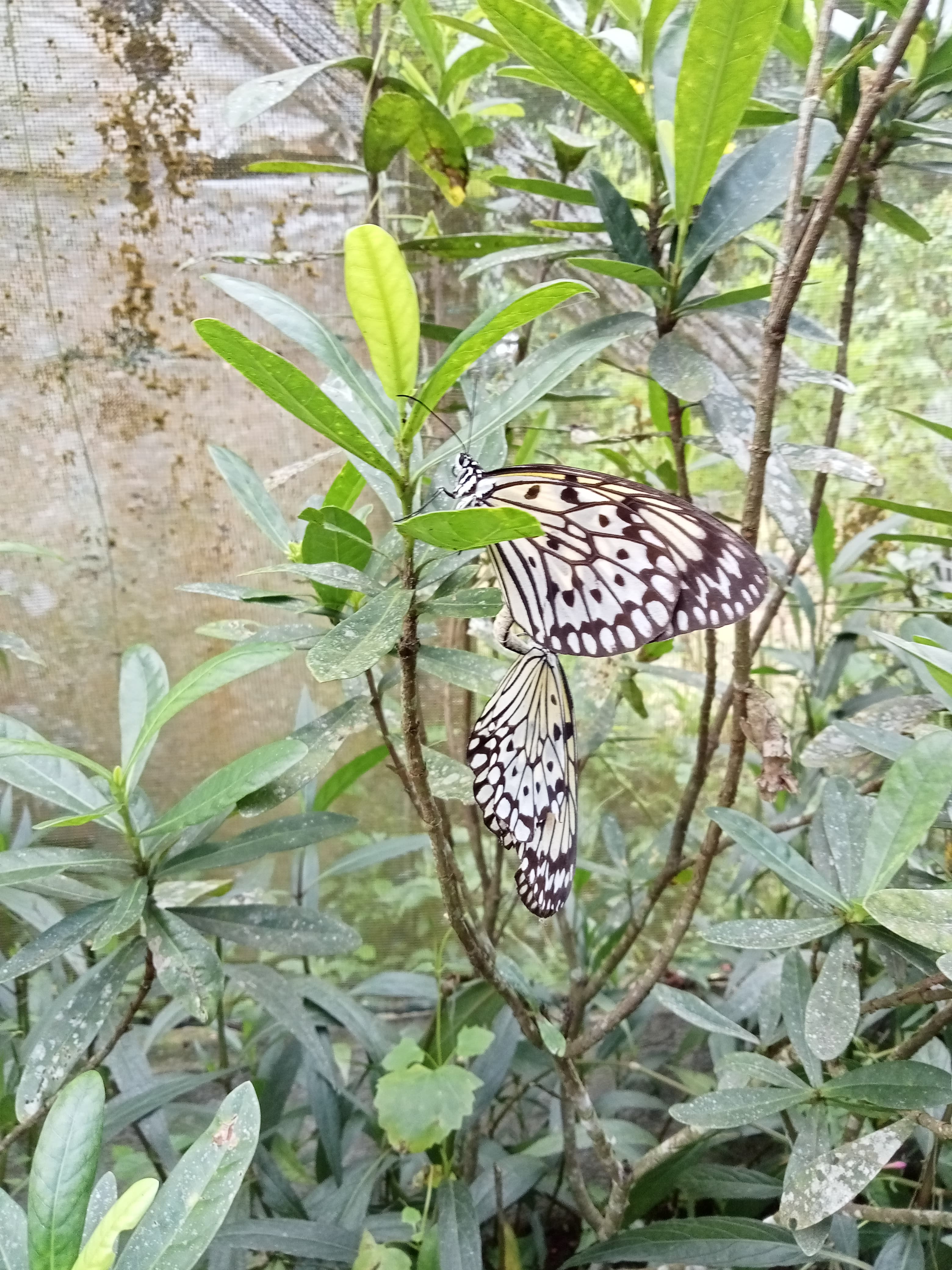 Large Tree Nymph