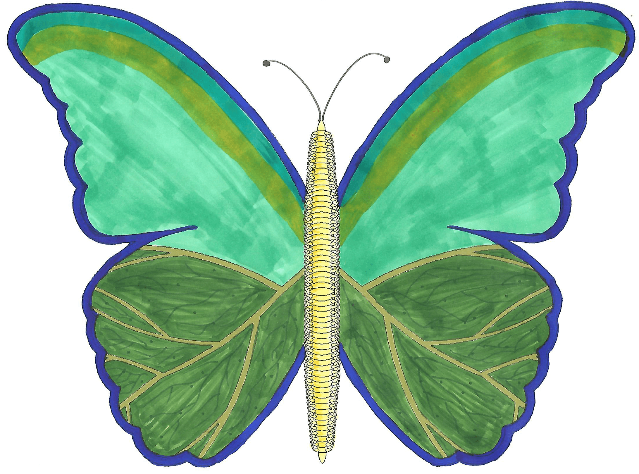 Lepidopodas