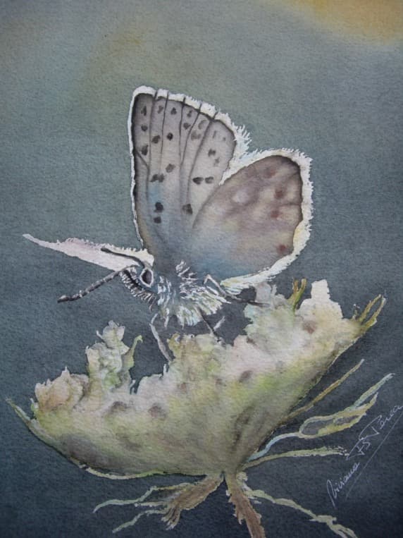 Common Blue