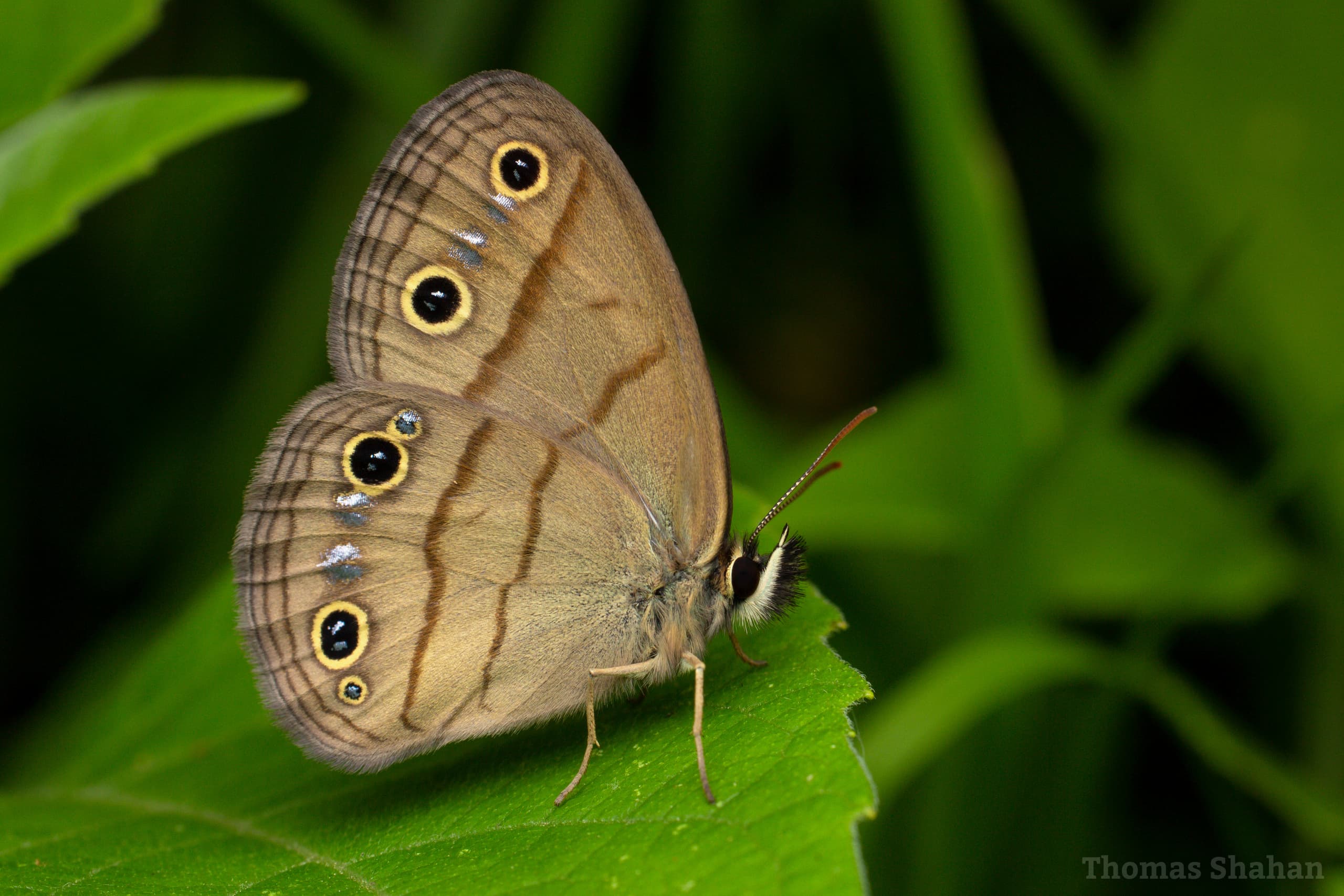 Little Wood Satyr