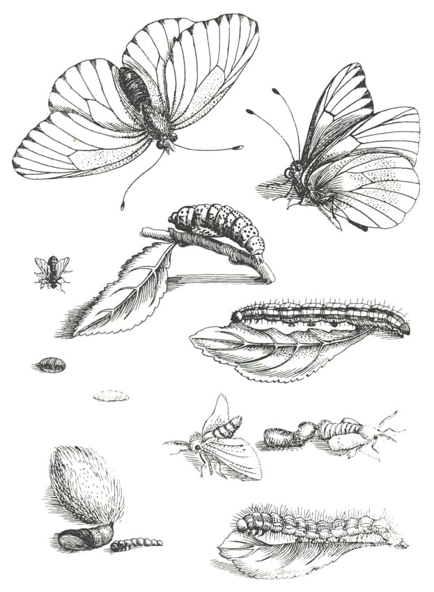 Black-veined White