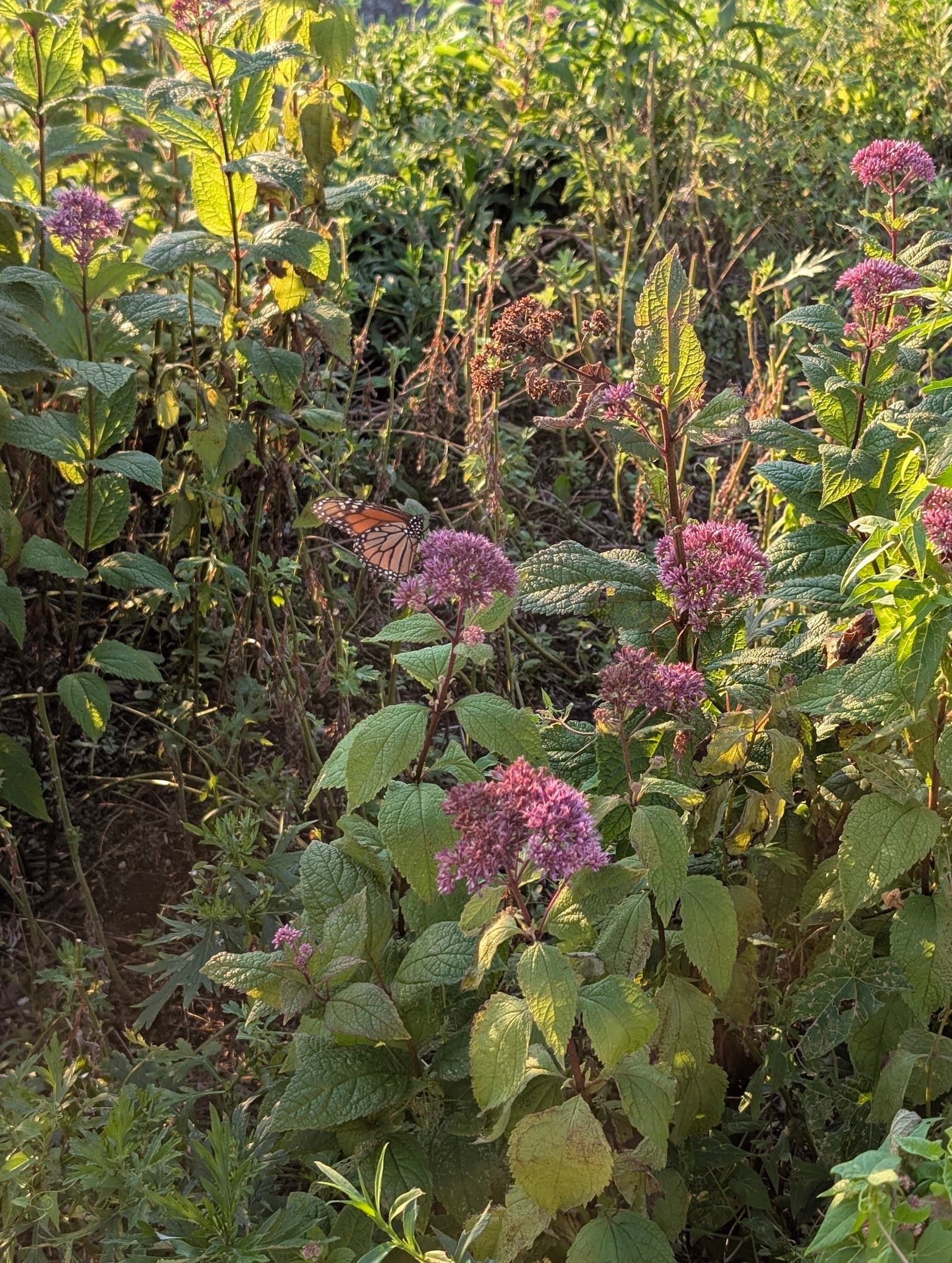 Monarch butterfly