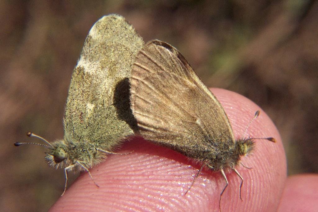 Dainty Sulphur
