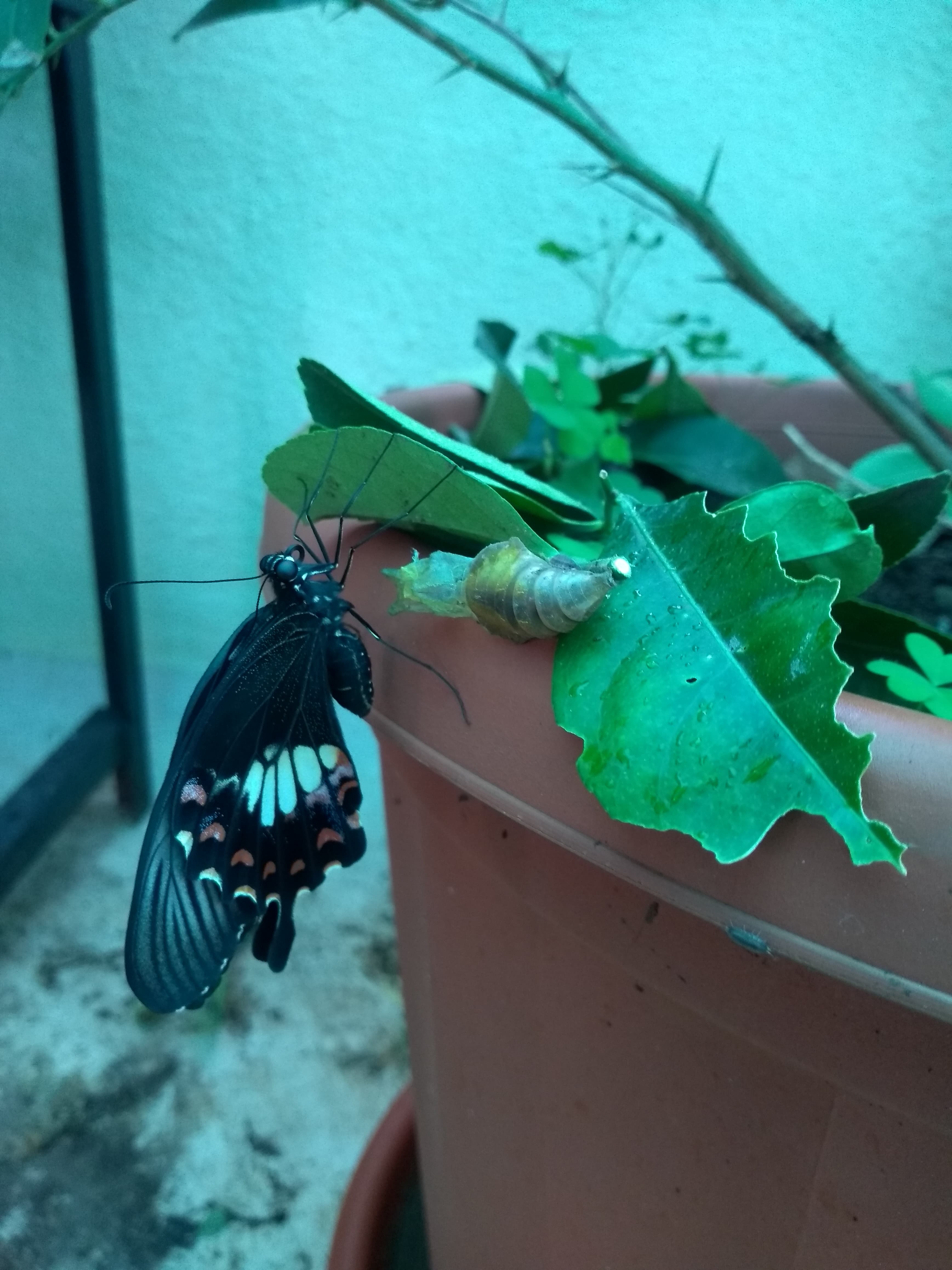 Common Mormon