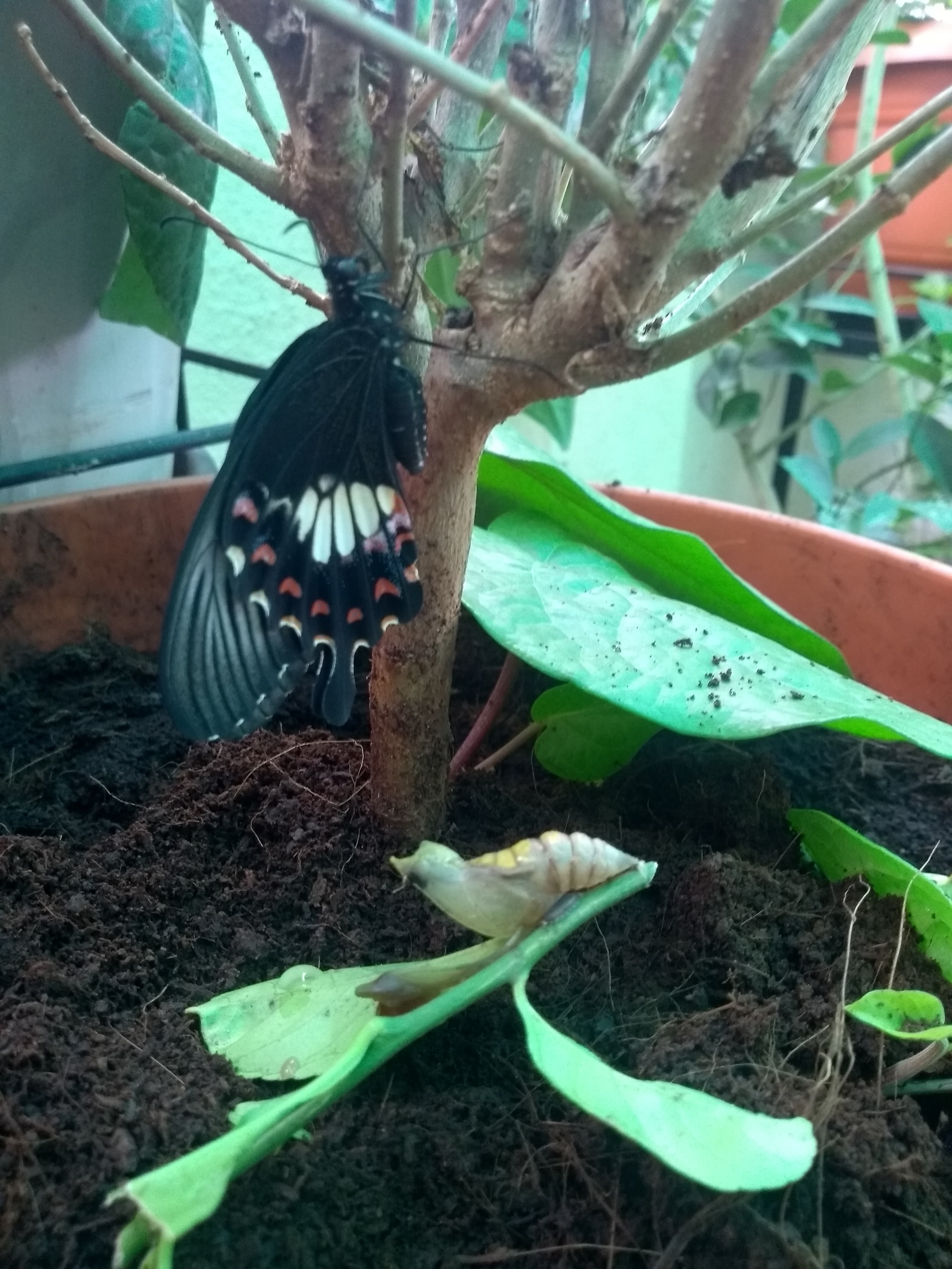 Common Mormon