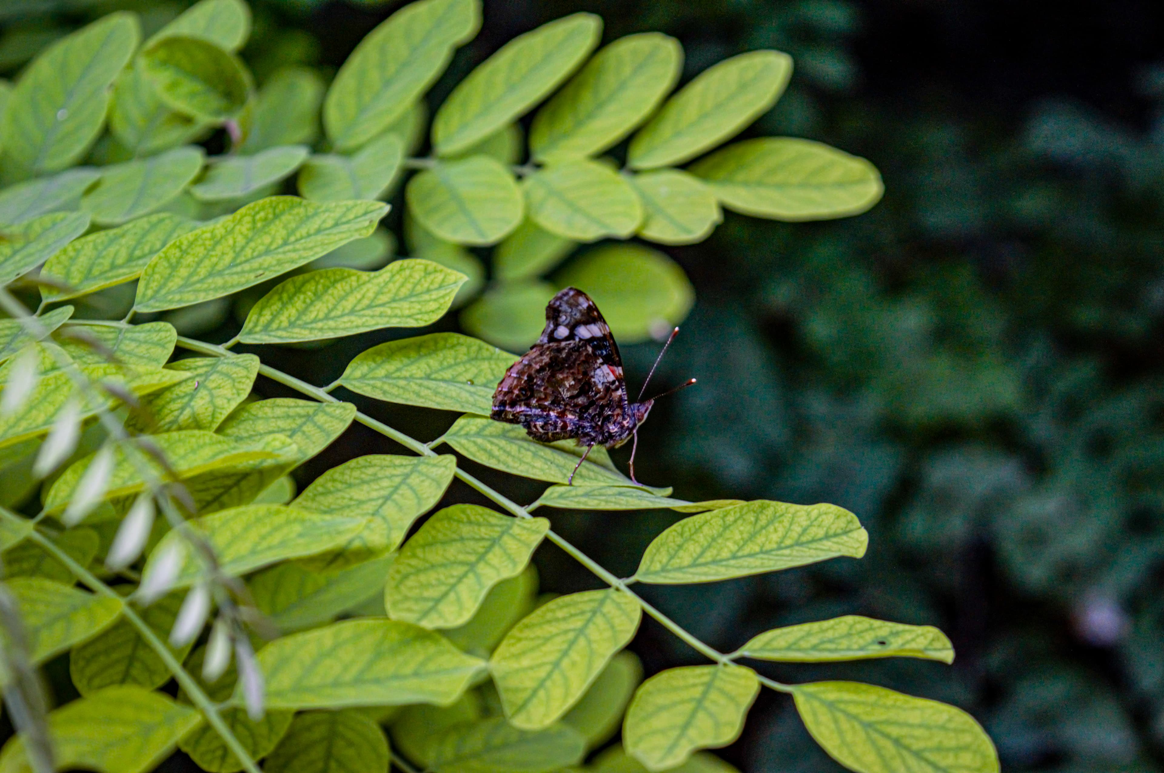 Red Admiral