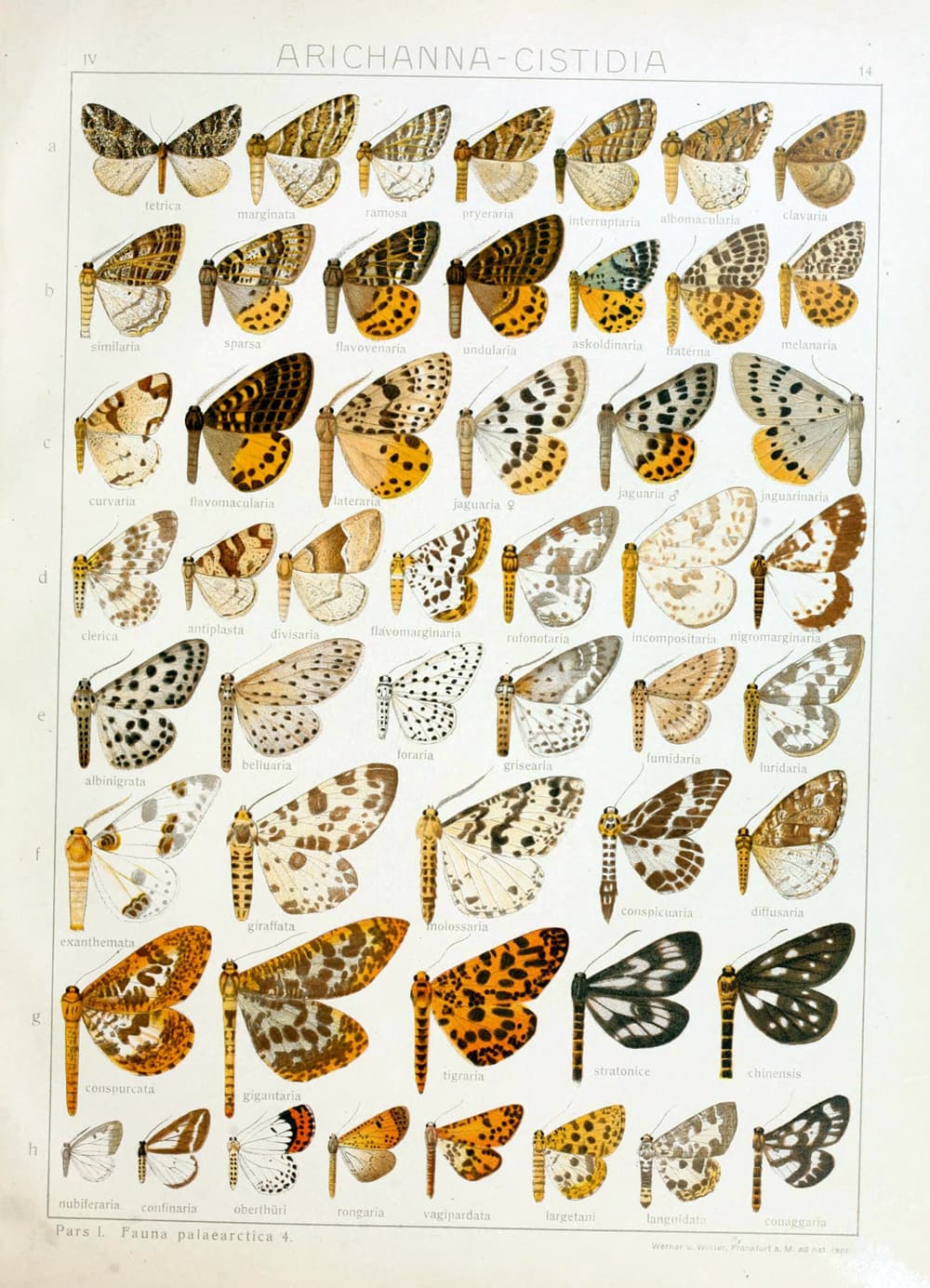 Tiger Geometer Moth