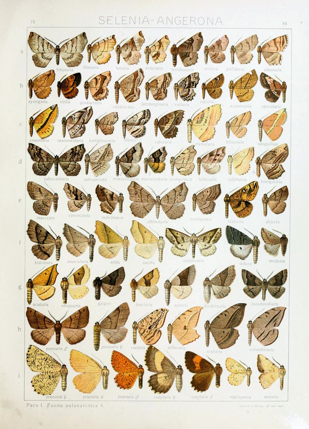 Orange Moth