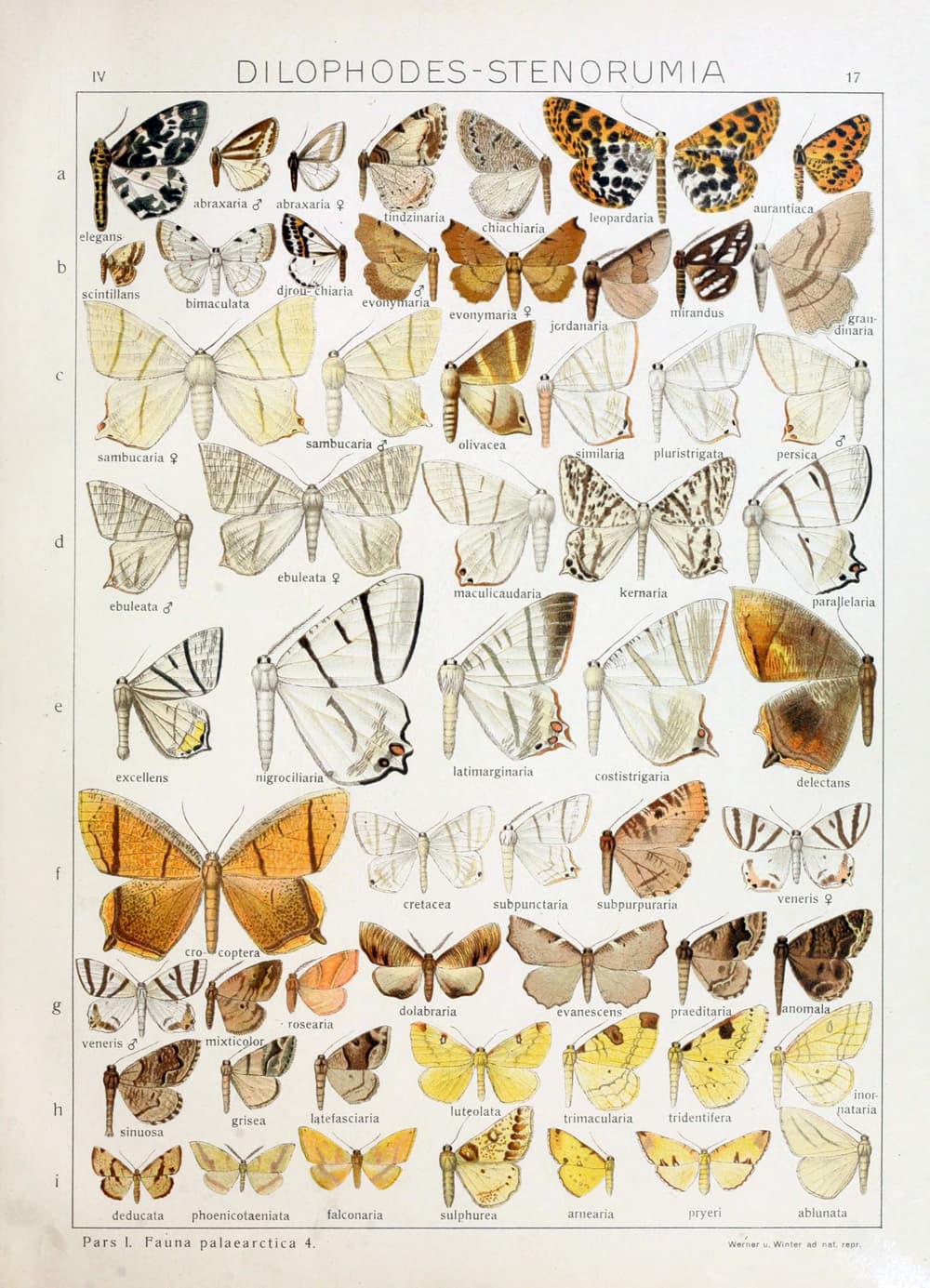 Leopard Geometer