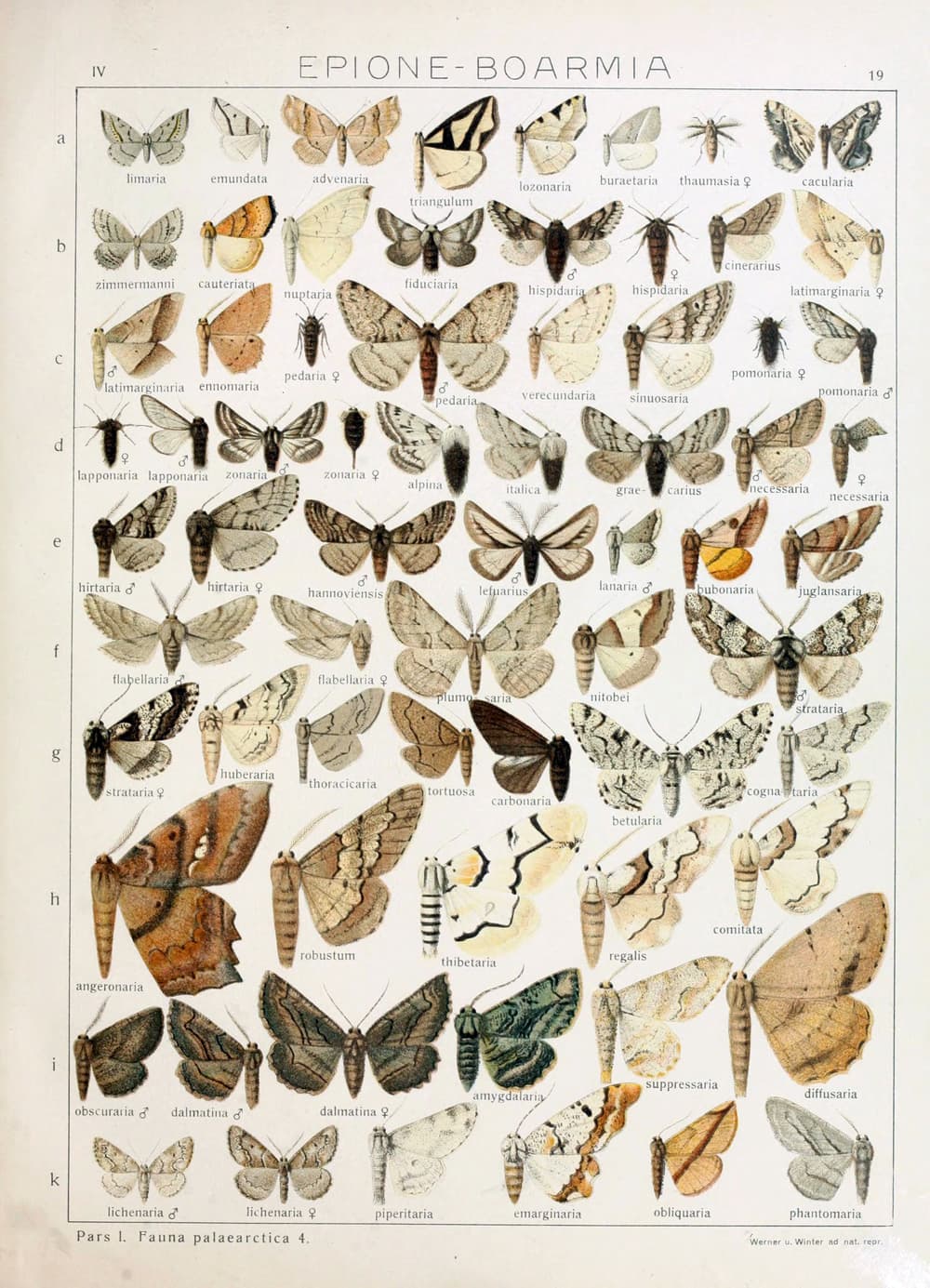 Peppered Moth