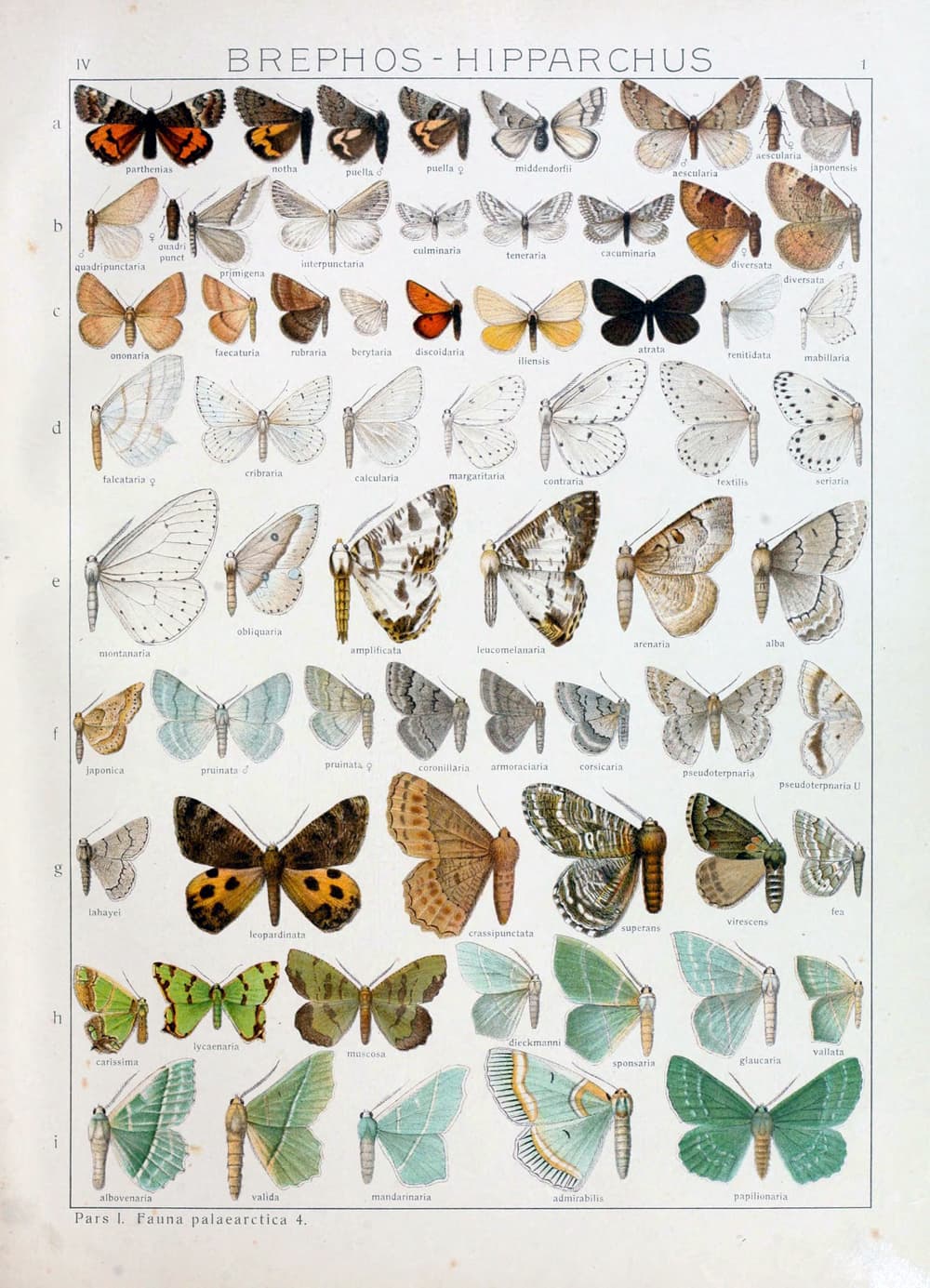 Orange Underwing