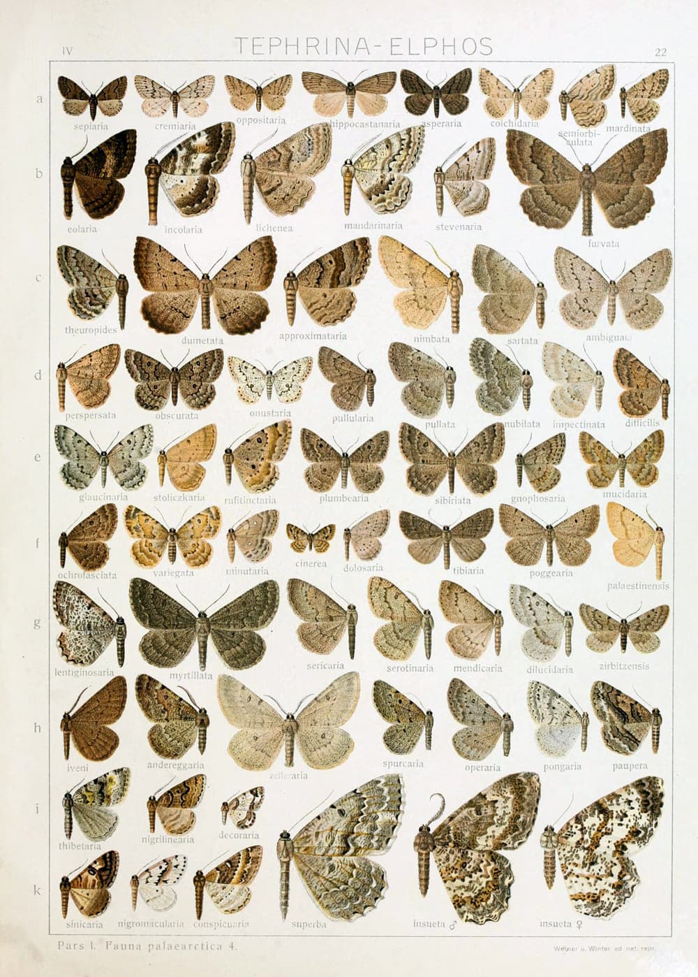 Elphos superba