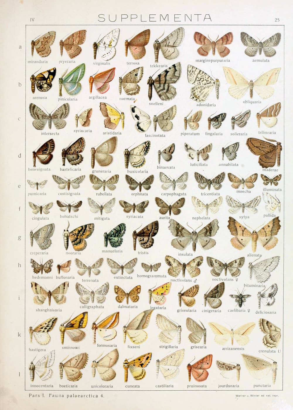 Mirandaria Pug