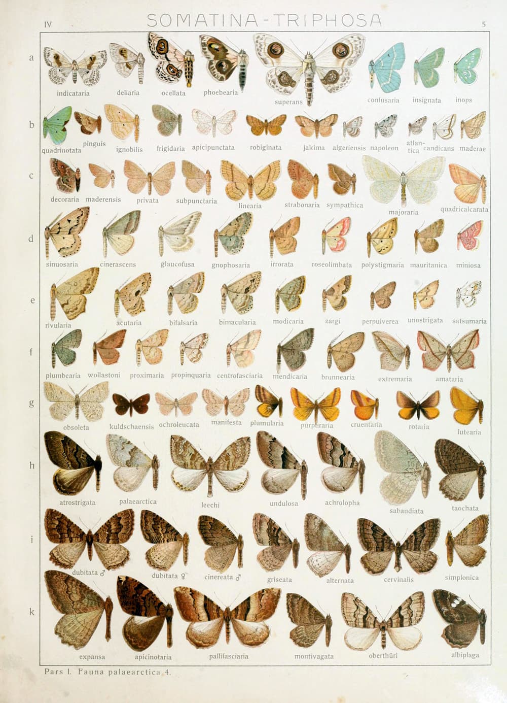 The Tissue