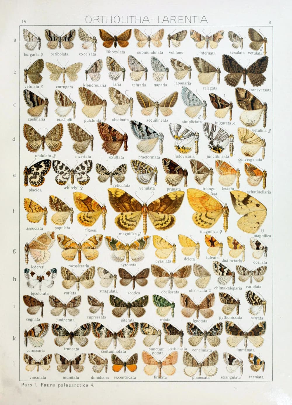 Representative for Geometridae family