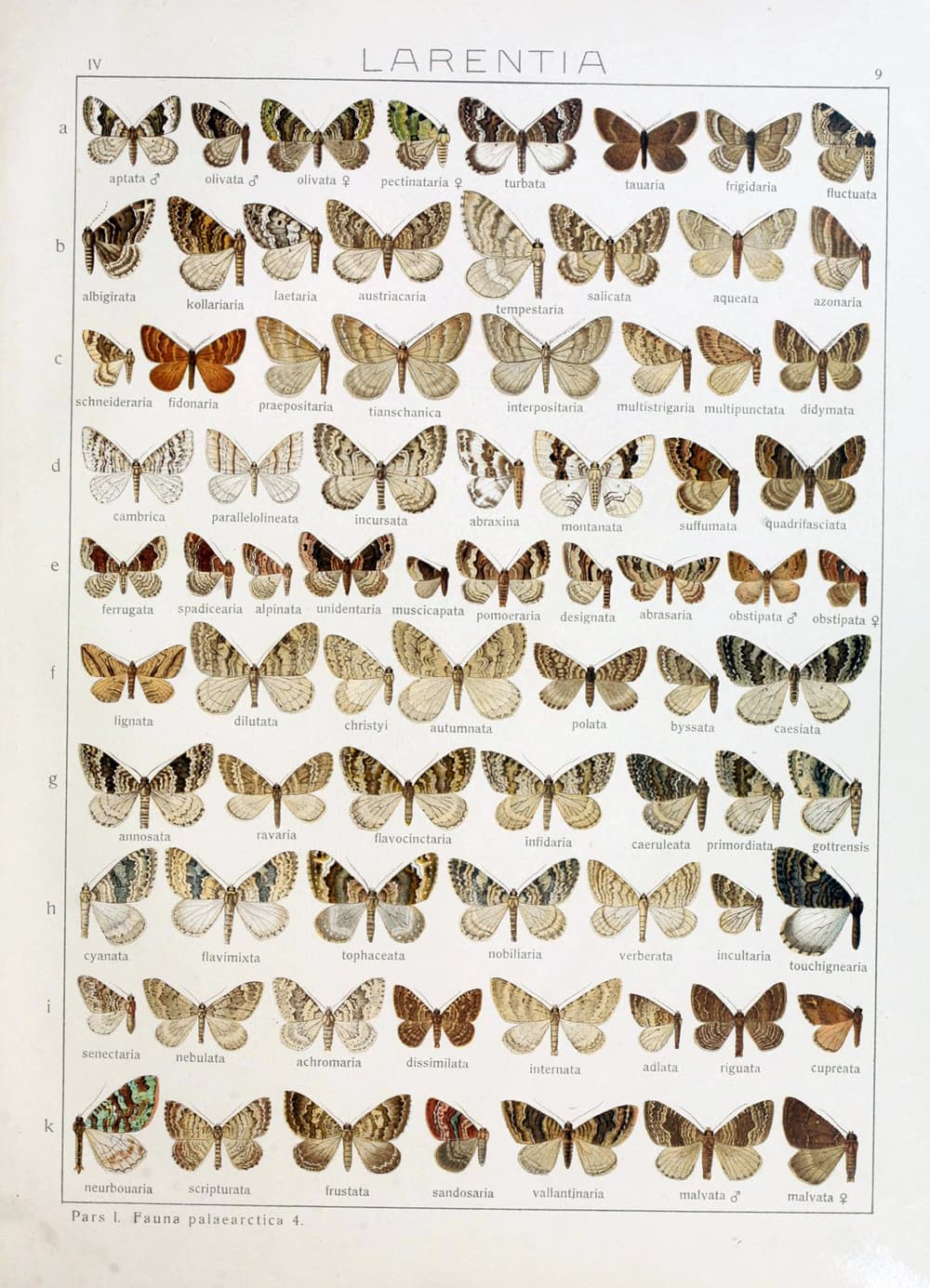 Aptata Carpet