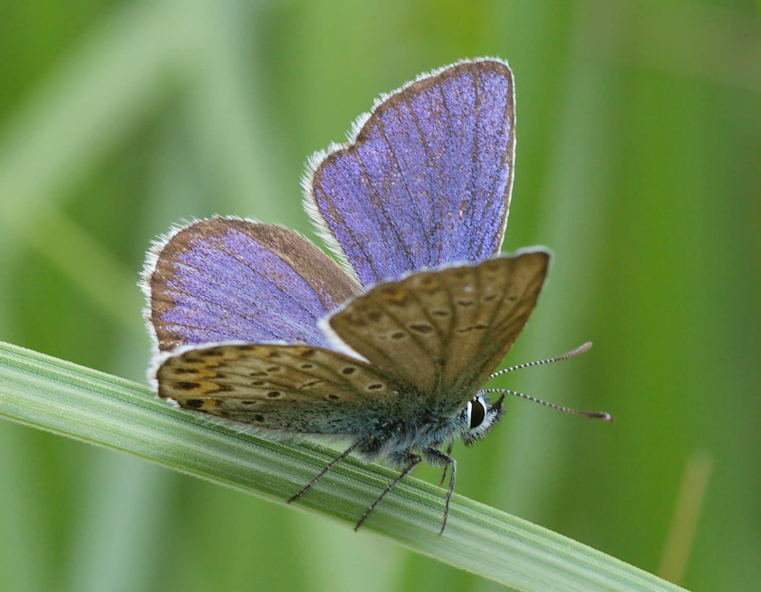 Silver-studded Blue