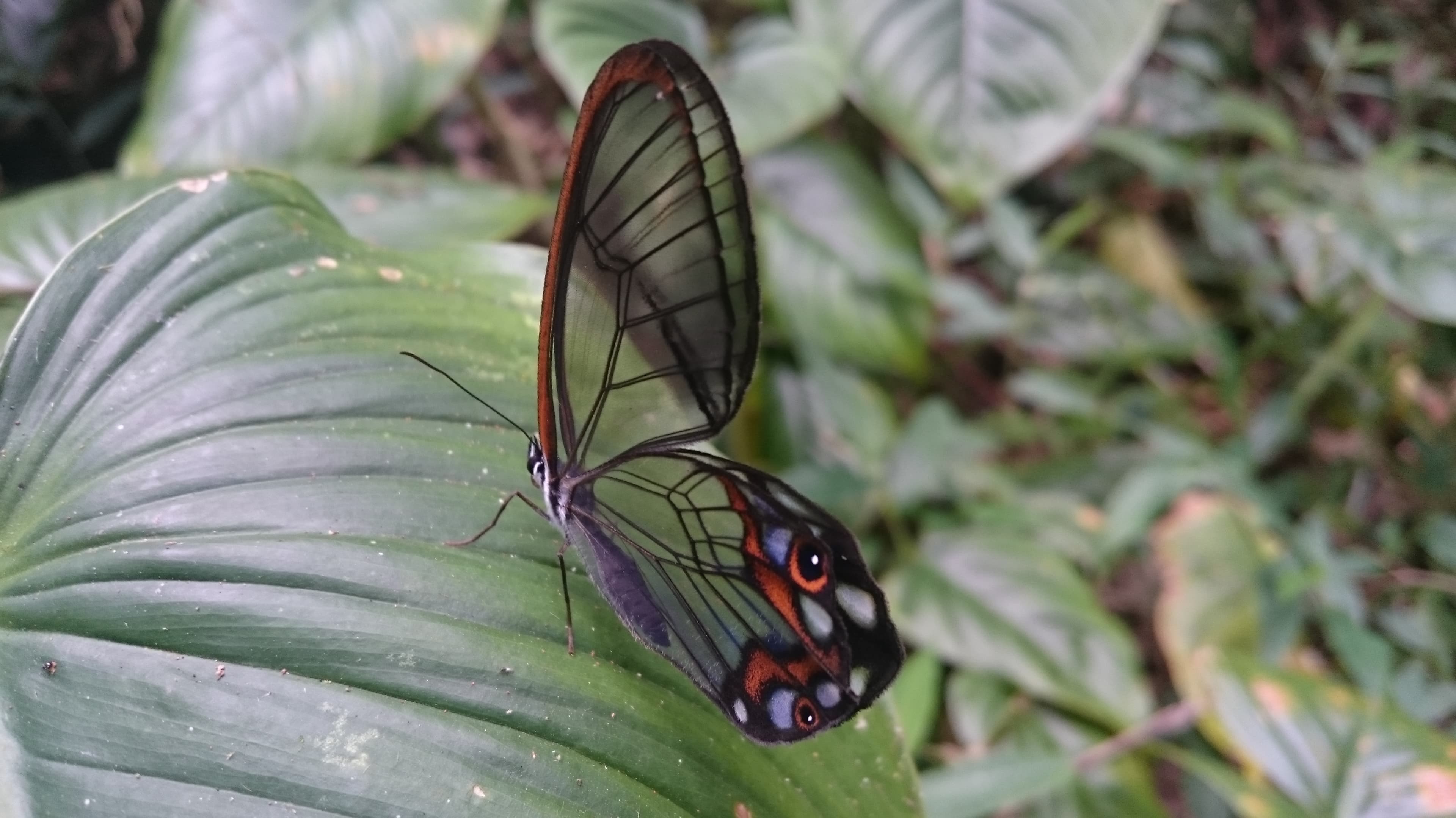 Alissa Glasswing