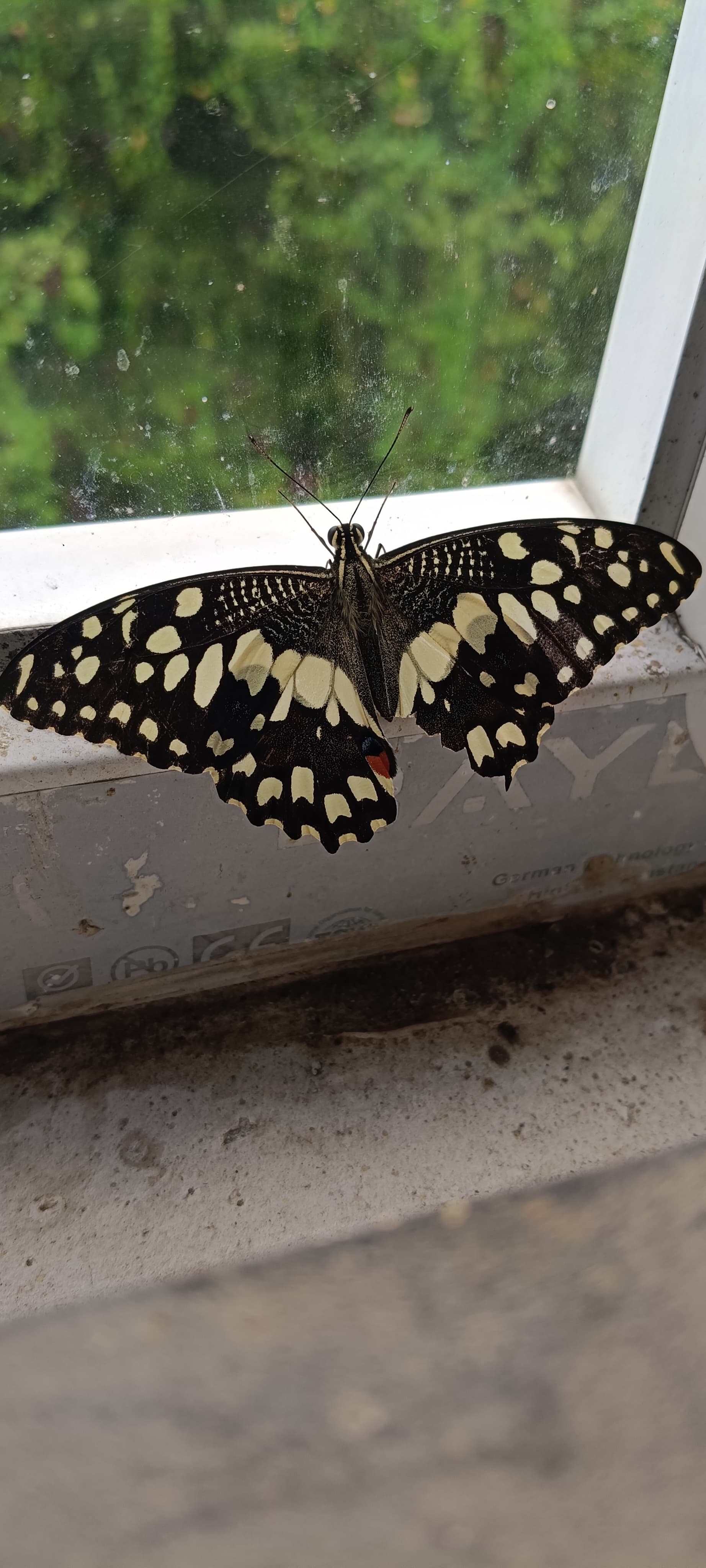 Lime Butterfly