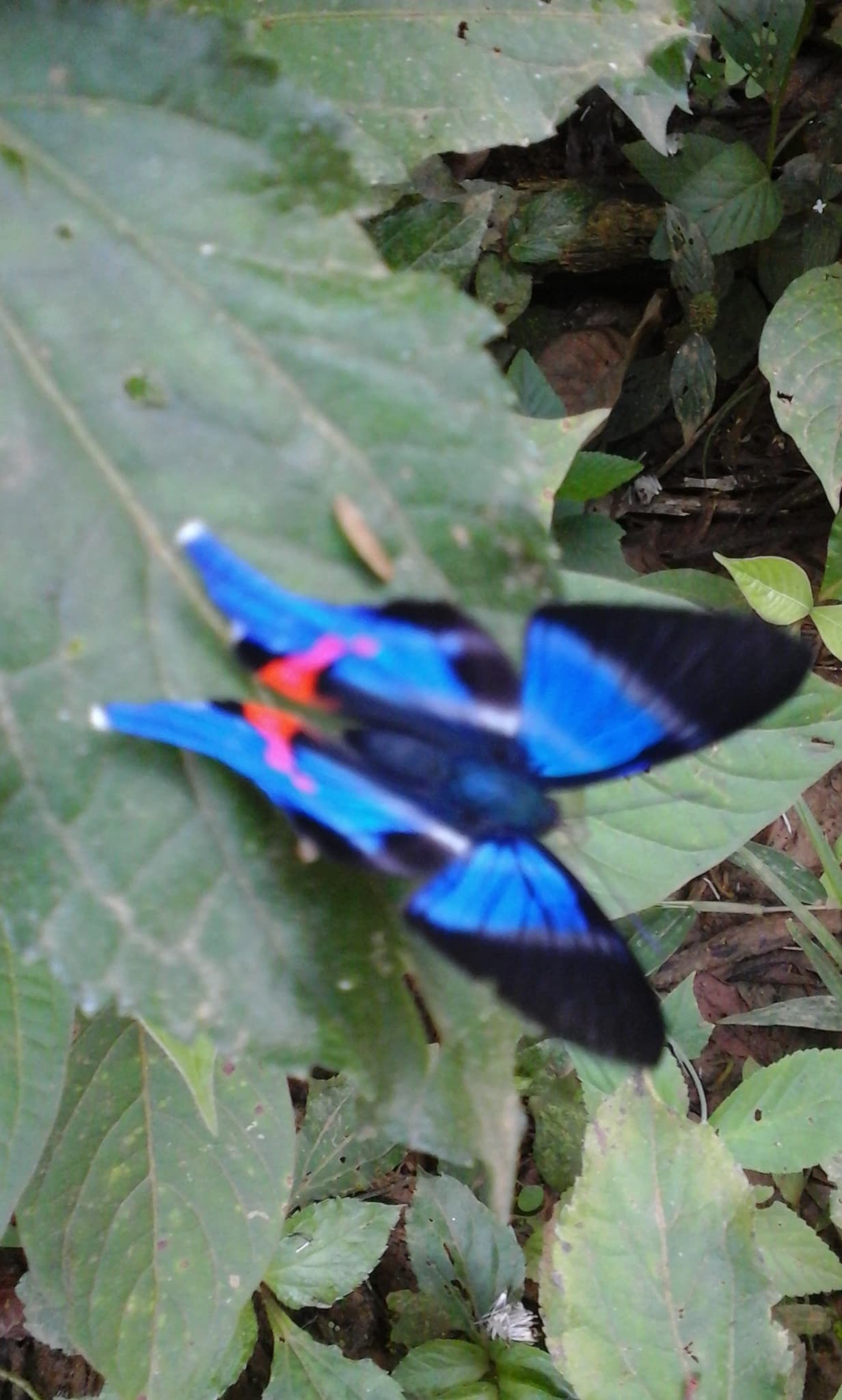 One-spotted Prepona