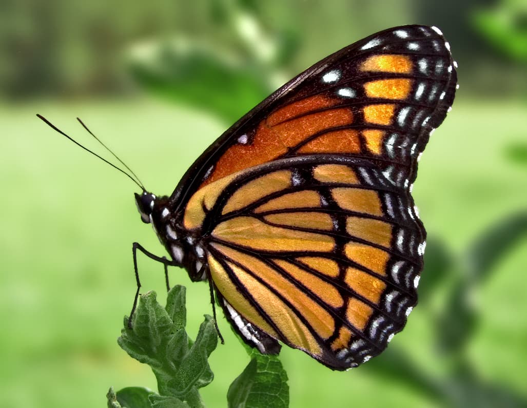 Viceroy