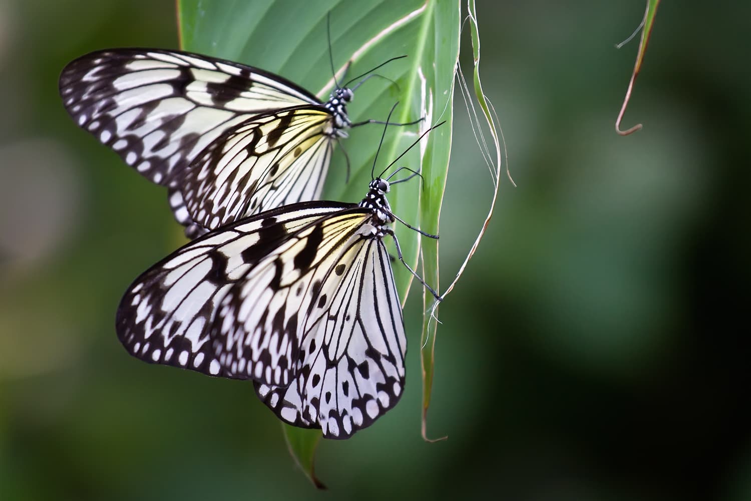 Tree Nymph