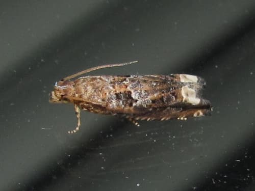 Abrupt Epiblema Moth