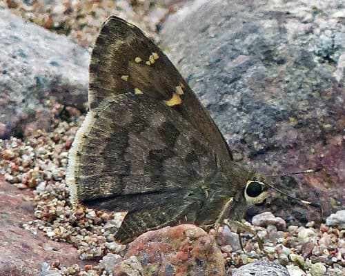 Acacia Skipper