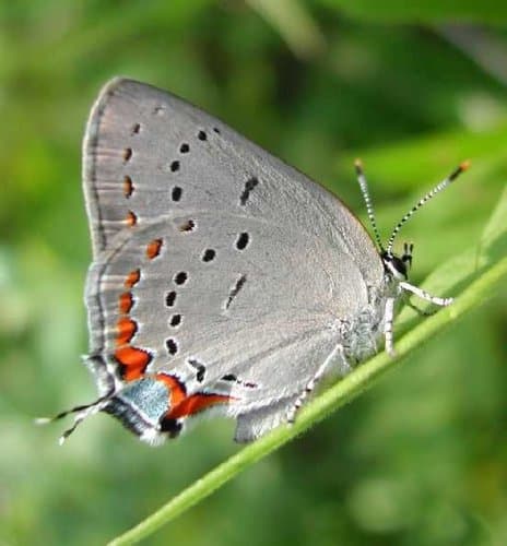 Acadian Hairstreak
