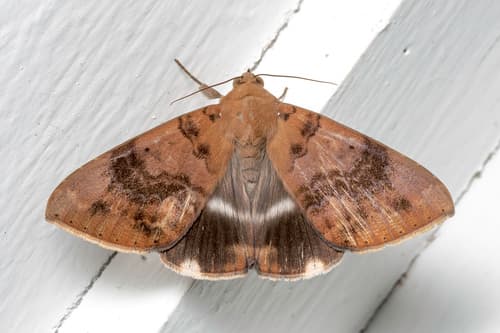 Serva Moth