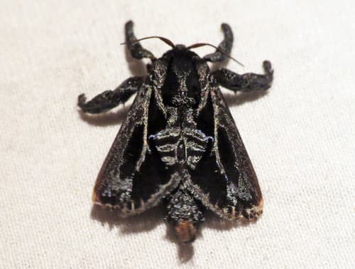 Nesea Slug Moth