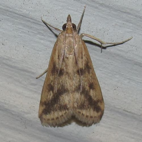 Achyra bifidalis