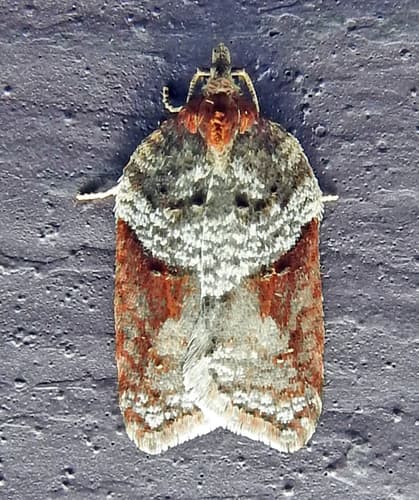 Acleris celiana