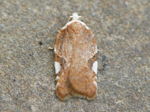 Acleris cervinana