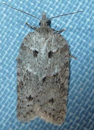 Maxim's Acleris Moth