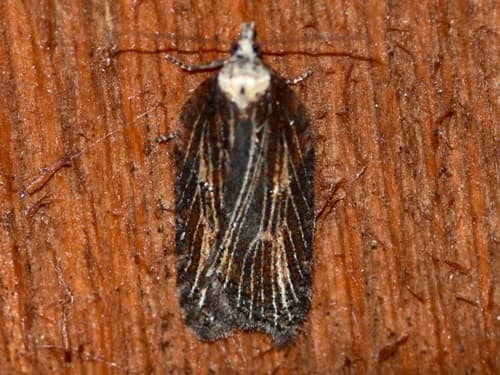 Powdered Acleris