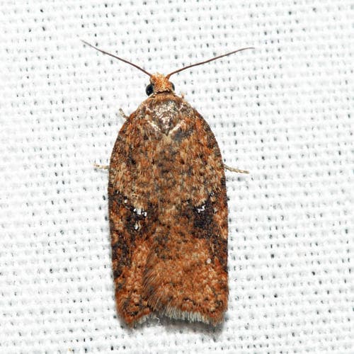Acleris stadiana
