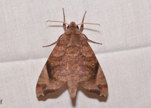 Cinnamon Hawkmoth